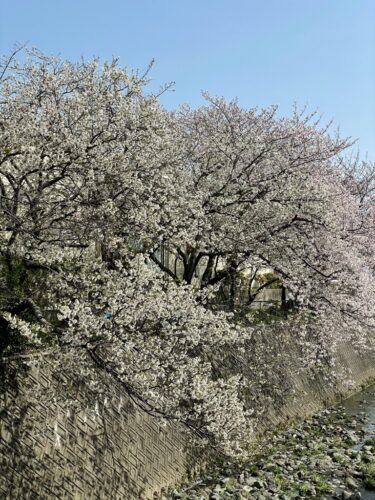 静岡で見た桜